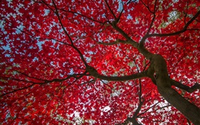 Tree, red leaves, autumn, sky HD wallpaper