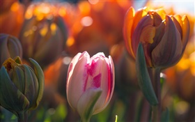 Tulips flowers, buds, bokeh, sunlight HD wallpaper