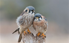 Two birds fall in love HD wallpaper