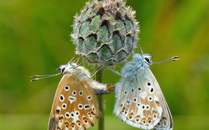 Two butterflies, plant, green background Wallpapers Pictures Photos Images