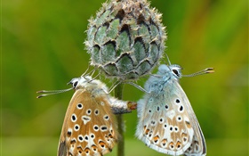 Two butterflies, plant, green background HD wallpaper