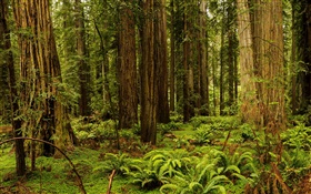 USA, California, Redwood National And State Parks, forest, trees HD wallpaper