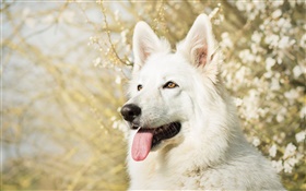 White Swiss shepherd dog HD wallpaper