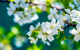 White apple flowers, spring, sunny