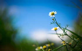 White daisy, flower, blue sky, blurry background HD wallpaper