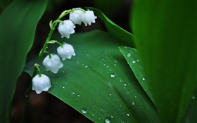 White flowers, green leaves, water drops
