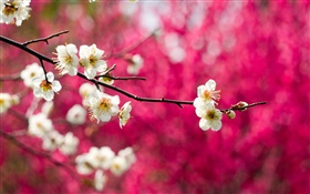 White plum flowers bloom, twigs, spring, red background HD wallpaper