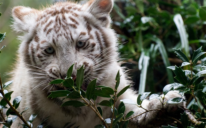 White tiger, cub, twigs Wallpapers Pictures Photos Images