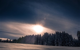 Winter, snow, forest, trees, sunset HD wallpaper