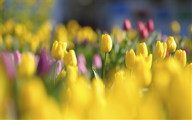 Yellow tulips, flowers, spring, blur HD wallpaper