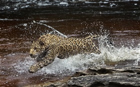Amazonia river, predator, jaguar running in the water HD wallpaper
