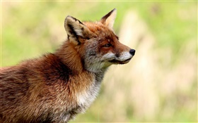 Animals close-up, fox side view, blur background HD wallpaper