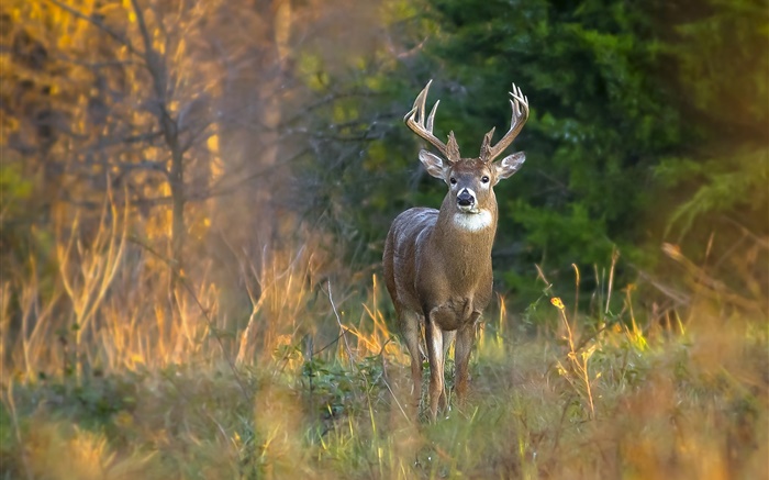 Autumn, deer, horns, trees, grass Wallpapers Pictures Photos Images