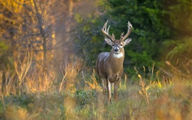 Autumn, deer, horns, trees, grass