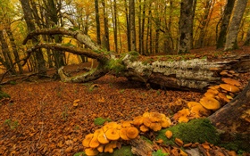 Basque Country, Spain, forest, trees, mushrooms, autumn HD wallpaper