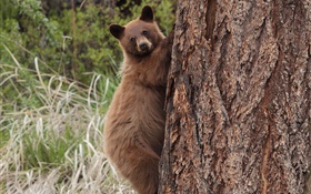 Bear climbing tree HD wallpaper