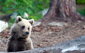 Bear in summer, bokeh HD wallpaper