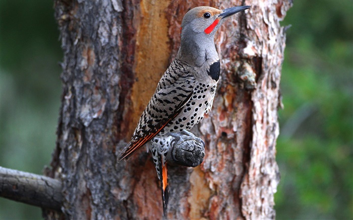 Bird close-up, beak, feathers, tree trunk Wallpapers Pictures Photos Images