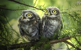 Birds close-up, two owls, tree, leaves HD wallpaper