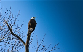 Birds, eagle in tree, blue sky HD wallpaper