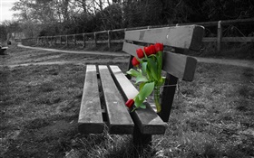 Black and white photo, bench, red tulip flowers HD wallpaper