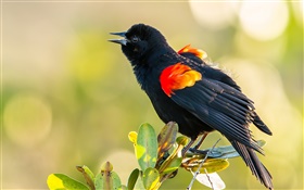 Black feathers bird, leaves, branch HD wallpaper