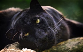 Black panther, face, yellow eyes HD wallpaper