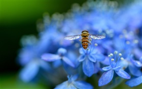 Blue hydrangea flowers, insect, bee HD wallpaper