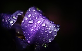 Blue purple flowers, petals, water drops, black background