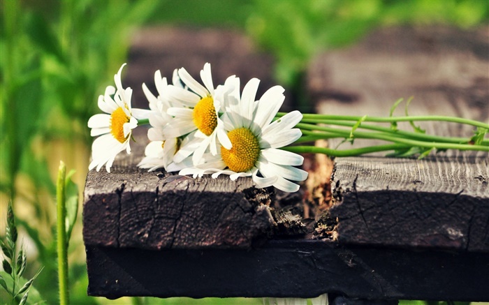 Bouquet white chamomile flowers Wallpapers Pictures Photos Images