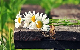 Bouquet white chamomile flowers HD wallpaper