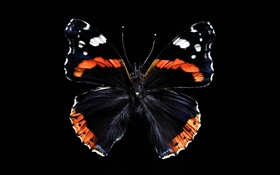 Butterfly beautiful wings, black background