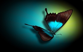 Butterfly close-up, blue, black, light HD wallpaper