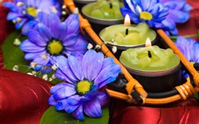 Candles, blue chrysanthemum, romance HD wallpaper