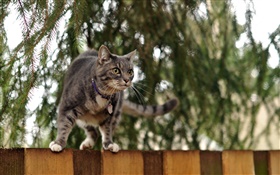 Cat standing at fence top, bokeh HD wallpaper