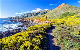 Coast, hills, grass, flowers, path HD wallpaper