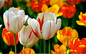 Colorful petals, white red orange, tulips, flowers HD wallpaper