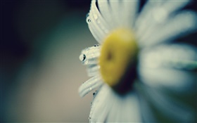 Daisy close-up, flower, petals, dew HD wallpaper