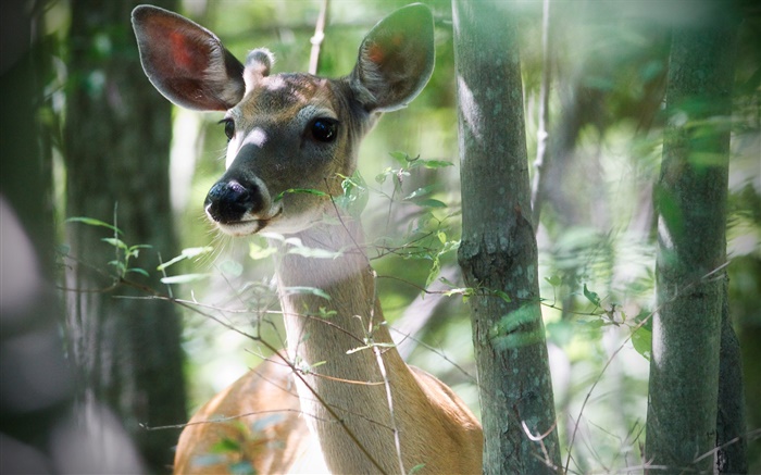 Deer in the forest, twigs, bokeh Wallpapers Pictures Photos Images
