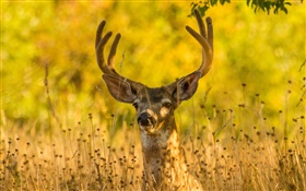 Deer in the grass, horns, autumn