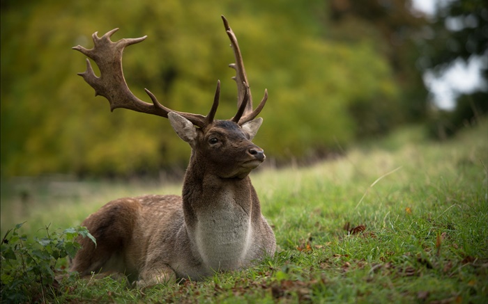 Deer rest, grass Wallpapers Pictures Photos Images