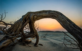 Desert, sunset, sands, deadwood, dusk HD wallpaper