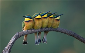 Five cute birds standing on the tree branch HD wallpaper