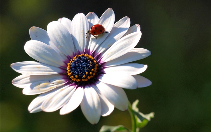 Flower close-up, petals, ladybug Wallpapers Pictures Photos Images