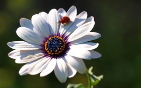 Flower close-up, petals, ladybug HD wallpaper