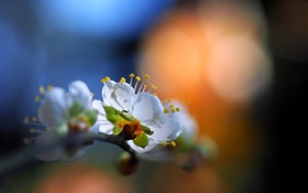 Flowers in garden, white petals, flare, spring, bokeh HD wallpaper