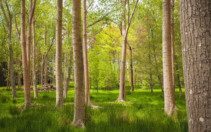 Forest, trees, grass, summer Wallpapers Pictures Photos Images