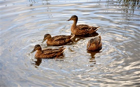 Four ducks in the pond, water, wave HD wallpaper