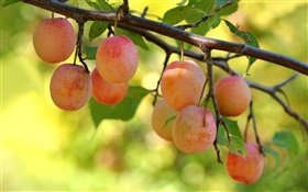 Garden, tree, twigs, fruits, plums HD wallpaper