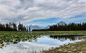 Grand Teton National Park, Wyoming, USA, lake, trees, mountains, clouds, swamp HD wallpaper